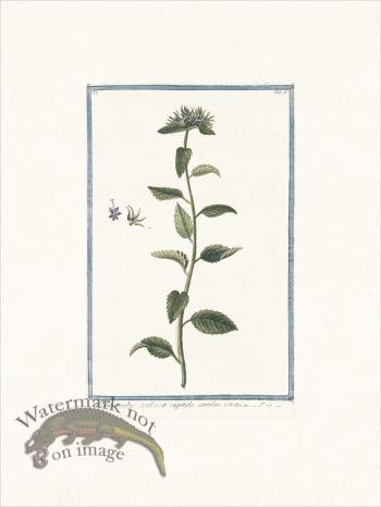 Bonelli 076 Rapunchulus